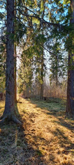 Valborg Hörnefors 2025
